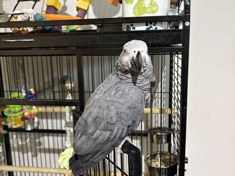 Couple de perroquets 2500 13012 Marseille