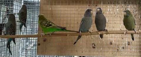 Perruches black face 80 24000 Prigueux