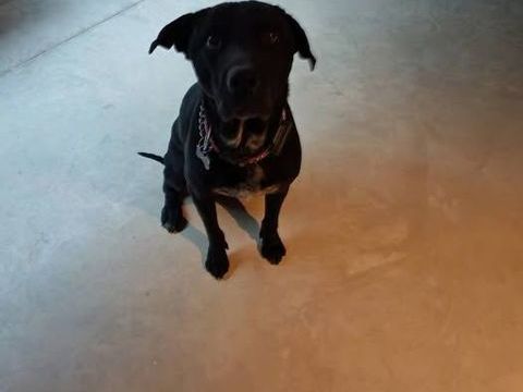 Chien CHARLY &agrave; l adoption 100 26160 La b�tie-rolland