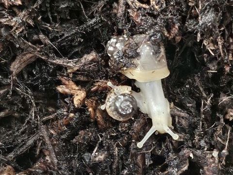 Lisachatina Fulica White jade 5 57160 Moulins-ls-metz