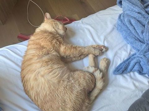 chat fiv dont libre 0 06000 Nice