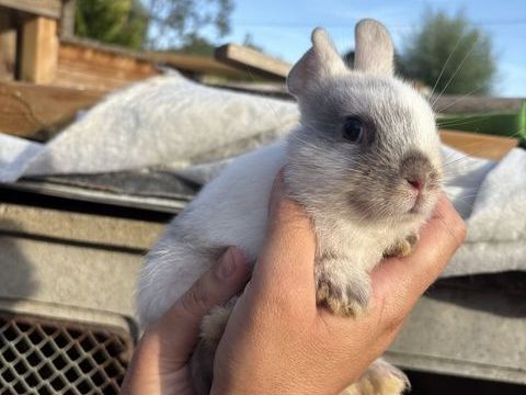 Lapin nain 30 28260 Anet