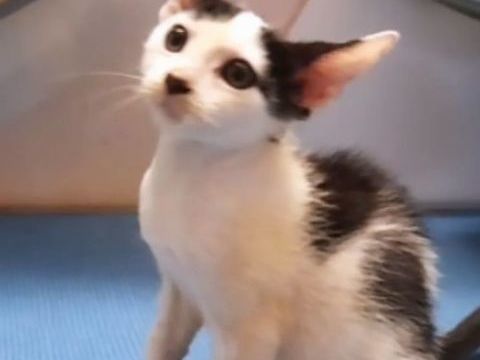✨️ NESTOR ✨️ 🐱 0 06000 Nice