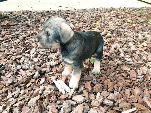 Chiot schnauzer moyen poivre et sel 0 67690 Hatten