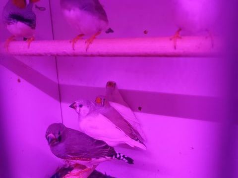 Mandarins 2 85370 Mouzeuil-saint-martin