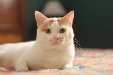 Funky, adorable chat à l'adoption en association 90 56000 Vannes