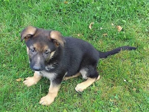 Chiots berger allemand disponibles 700 02260 La capelle