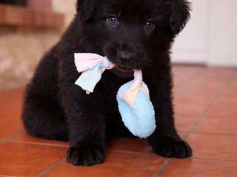 Bicelmos (Altdeutsche Sch&auml;ferhund) 1500 17170 Cour�on