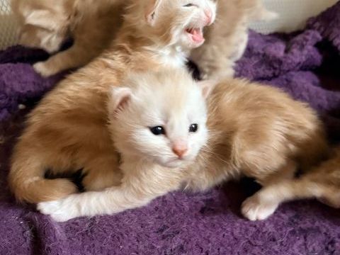 Chatons Maine Coon 1200 77520 Donnemarie-dontilly