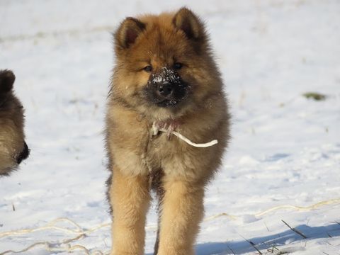 Chiot Eurasier LOF 1600 05000 La rochette