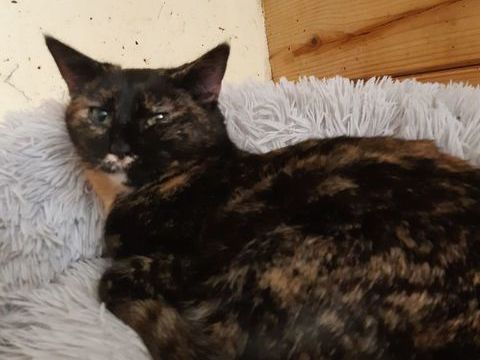 THAIS 210 92400 Courbevoie