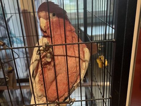 Cacato&egrave;s Rosalbin 1000 40320 Geaune