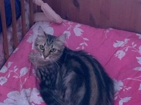Fleurs jolie minette de 2 ans 0 49150 Fouger�