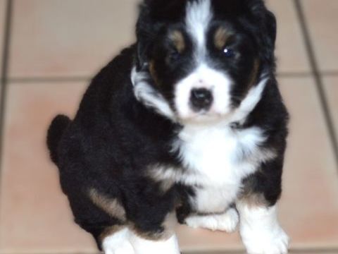 Chiots &agrave; r&eacute;server seront disponibles fin mars
1600 47300 Villeneuve-sur-lot