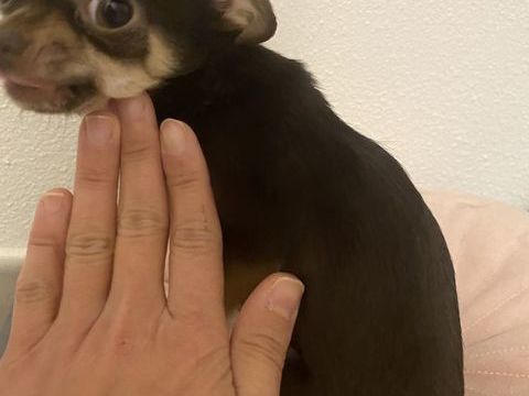 Chihuahua femelle 11 mois tres petite 0 26120 Mont�lier