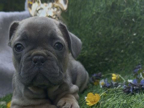 magnifique Bouledogue fran&ccedil;ais EXO 1100 77000 Melun