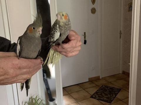 Calopsitte 70 14400 Bayeux