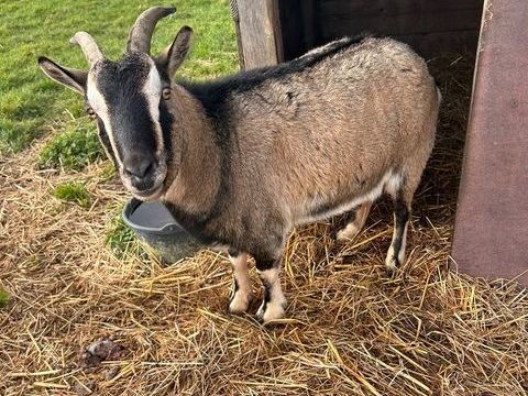 bouc et ch&egrave;vre 150 85130 Les landes-genusson