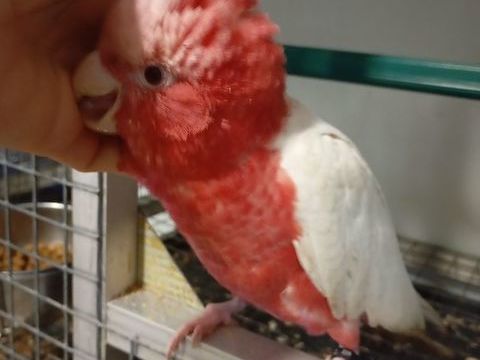 Jeune Femelles Cacatoès Rosalbin Lutino 1300 47430 Caumont-sur-garonne