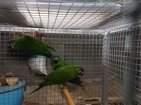 ara nobilis 350 43210 Bas-en-basset