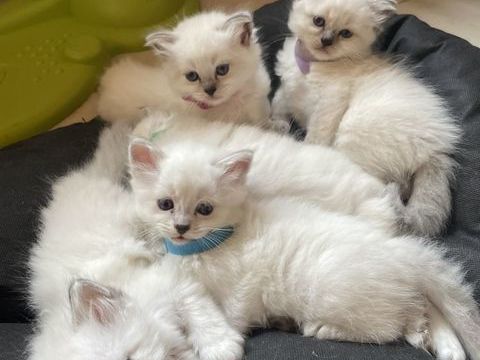 Chaton sacr&eacute; Birmanie  580 62720 Rinxent