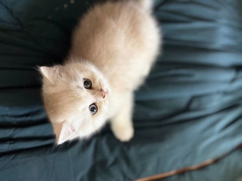 Chaton British Shorthair LOOF 1600 83210 Solli�s-pont