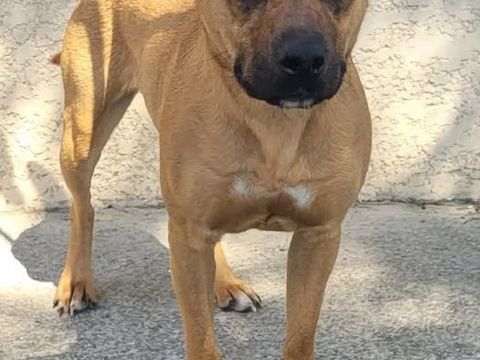 Chien ADELAIDE à l adoption 210 34500 Bziers