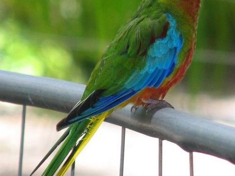 Tourquoisine ventre rouge 50 41400 Montrichard