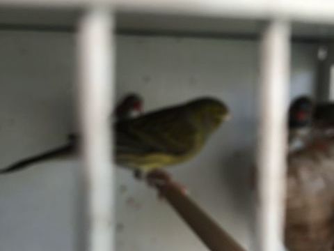 Canaris 20 17120 Semussac