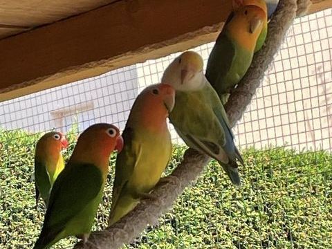 Ins&eacute;parables &agrave; adopter 15 44650 Corcou�-sur-logne