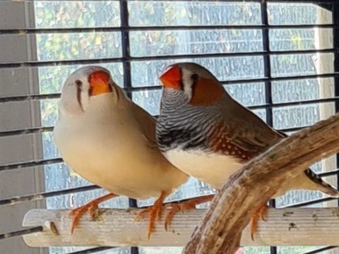 Couple mandarin diamant &agrave; Caudrot 33 15 33490 Caudrot