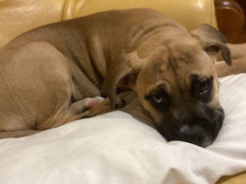 &Agrave; r&eacute;serve chiot femelle bullmastiff xbullyxxl 0 13800 Istres