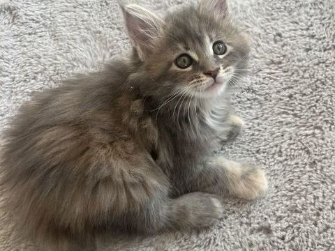 Maine coon a l adoption 1000 54000 Nancy