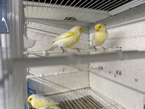 Canaris 60 57430 Sarralbe