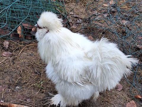 Coq soie blanc 0 56190 Muzillac