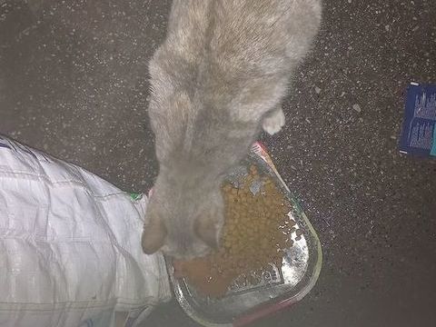 Association cherche Foyer pour chatte gestante 13004 0 13004 Marseille