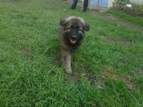 Borealis (berger allemand ancien type) 1710 17170 Cour�on