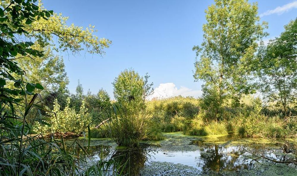 Appartements neufs   Ernolsheim-Bruche (67120)