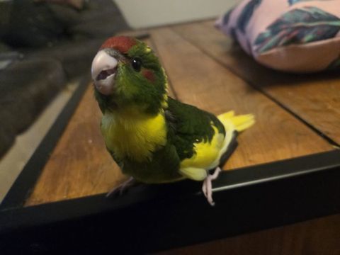 Kakariki m&acirc;le eam 80 29860 Plabennec