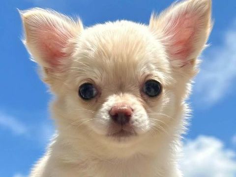 Chiots chihuahua poils longs et poils courts 1100 89160 Ancy-le-franc