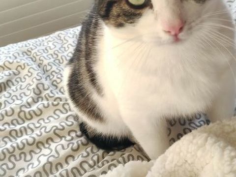 Ronflex 80 44000 Nantes