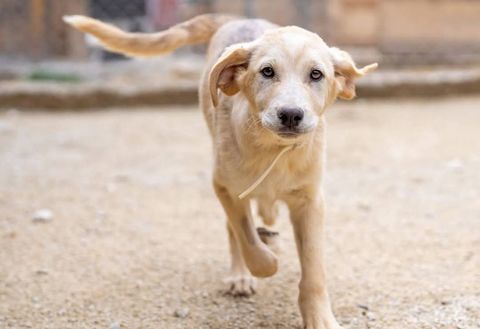 P'tit coeur 300 28000 Chartres