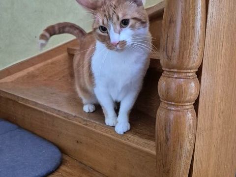 Chat XENA &agrave; l adoption 200 07100 Annonay