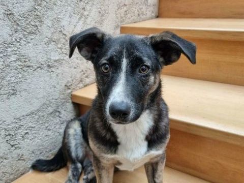 Cyrano &agrave; l'adoption 320 54520 Laxou