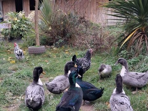 Canards Duclair 30 50570 Lozon