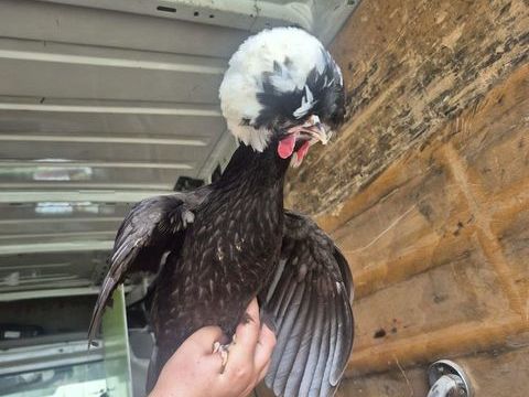 Poules hollandaises 25 03470 Montay-sur-loire