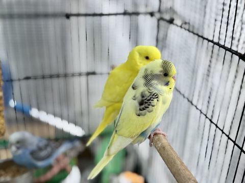 Jeunes perruches ondulées 14 06330 Roquefort-les-pins