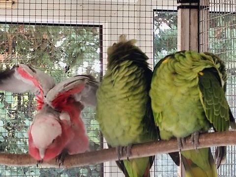 Cacato&egrave;s rosalbin EAM 2024 & amazone &agrave; front bleu EAM 2025 1100 45700 Villemandeur