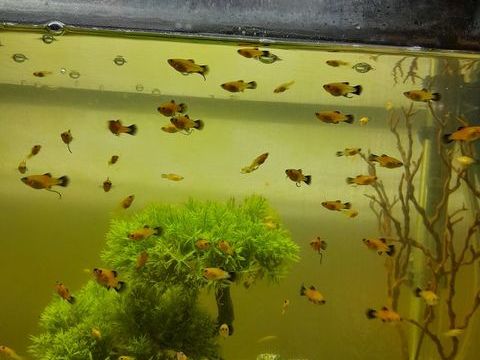 Platy 10 17600 Sablonceaux