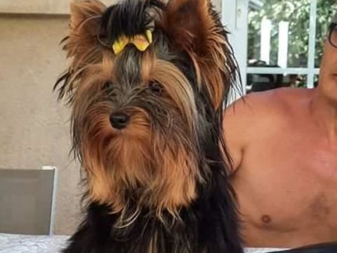 CHIOT YORSHIRE TERRIER 1400 49300 Cholet